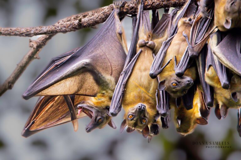 close up of a eidolon bat suspended upside down fr 2023 11 27 05 22 41 utc 768x512